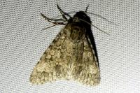 Acronicta megacephala