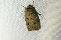 Agrotis exclamationis