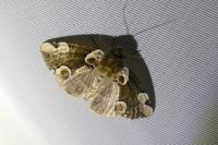 Thyatira batis