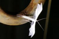 Pterophorus pentadactylus