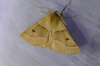 Crocallis elinguaria