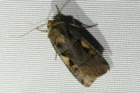 Xestia c-nigrum