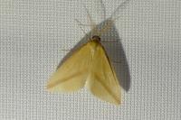 Rhodometra sacraria