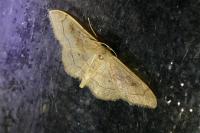Idaea rubraria
