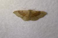 Idaea degeneraria