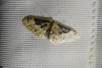 Idaea filicata
