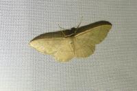 Idaea straminata