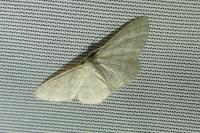 Idaea subsericeata