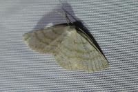 Cabera exanthemata