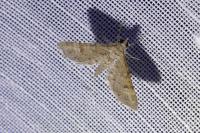 Gymnoscelis rufifasciata
