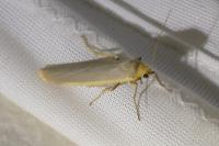 Manulea complana