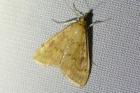 Ostrinia nubilalis/scapulalis