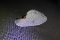 Cilix hispanica