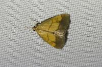 Evergestis limbata