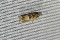 Crocidosema plebejana