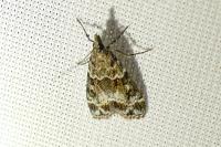 Eudonia mercurella