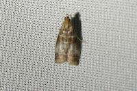 Acrobasis advenella