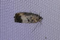 Pammene fasciana