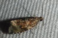 Celypha cespitana