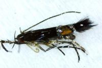 Cosmopterix pulchrimella
