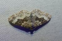Epirrhoe alternata