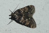 Aglossa caprealis