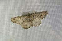 Peribatodes rhomboidaria