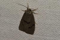 Apaidia mesogona