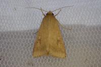 Helicoverpa armigera