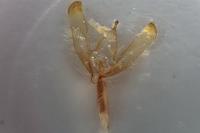 Helicoverpa armigera