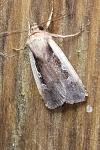 Ochropleura plecta