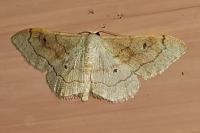 Idaea rubraria