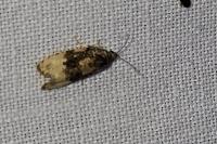 Hedya ochroleucana