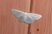 Cabera exanthemata