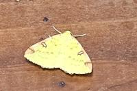 Opisthograptis luteolata
