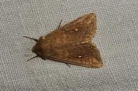 Mythimna albipuncta