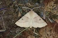 Crocallis elinguaria