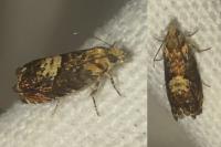 Pammene albuginana/suspectana