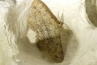 Hypomecis punctinalis