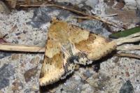 Heliothis viriplaca