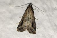 Schrankia costaestrigalis