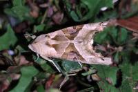 Phlogophora meticulosa