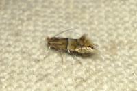 Phyllonorycter ulmifoliella