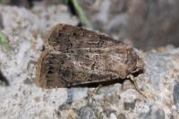 Agrotis bigramma