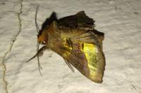 Diachrysia chrysitis