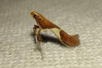 Caloptilia stigmatella