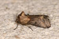Abrostola triplasia