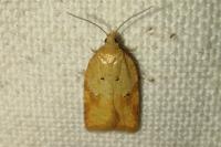 Acleris ferrugana/notana