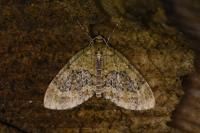 Acasis viretata