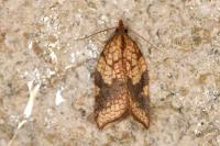 Acleris rhombana